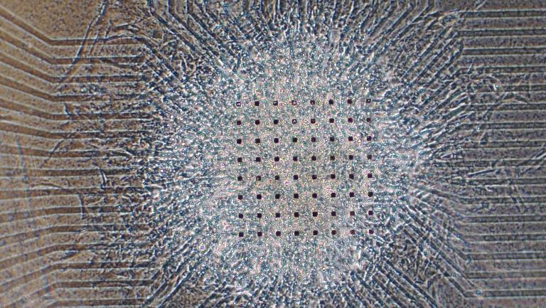 円形（立体的には半球状）の組織に分化したｉＰＳ心筋細胞